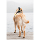 Coleira-e-Suporte-de-Peito-para-Cao-Sony-Dog-Mount-para-Action-Cam--AKA-DM1- Coleira-e-Suporte-de-Peito-para-Cao-Sony-Dog-Mount-para-Action-Cam--AKA-DM1-